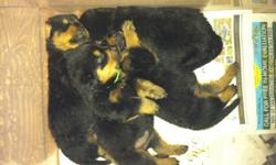 4 fem Rottweiler purebred for sale. Puppies are 1 month 3 weeks old. No vaccination yet.