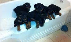 *******READY TO GO *********
we have 4 gorgous pure female rottweilers left !!!
come with:
1st set of shots
deworming
heart worm prevention
flea tick and might prevention
tails docked
front and back dew claws removed ,
****COME WITH VET BOOKS****
Mom &