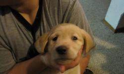 Golden Lab, Golden Retreiver mix puppies for sale. Born October 21st. Call 253 862-6852