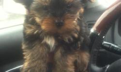 He is an adorable petite size yorkie male. He is currently around 1.5-2lbs and is as cute as they come.
He has all of his current vaccinations and purchase comes with papers. He will be around 3-4lbs full grown and he s extremly smart already. He was born