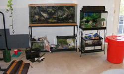I have 5 fish tanks, 55 gal., 20gal., 2-10 gal., and a 5 gal., all inserts, houses, lights, heaters, rocks, plants, nets and much more. All tanks are complete with accessories. Plus a whole can filled with other accessories. Call to get full list of