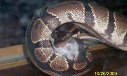 SNAKE COMES WITH THE FOLLOWING:
LARGE AQUARIUM, FEEDING AQUARIUM, HEAT LAMP, NIGHT LIGHT, TIMER FOR NIGHT LIGHT, HEATING PAD, WATER BOWL, SNAKE HUT MADE FROM WOOD, SNAKE TREE, DECORATIVE STAND THE AQUARIUM SITS ON WHICH COULD ALSO STORE BOOKS.
HIS NAME IS