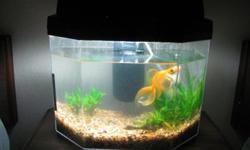 Everything: gold fish, tank, filter and supplies.