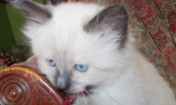 I have 5 seal point ragdoll kittens for sale. They are 7 weeks old and will be ready to go in a week. I have both males and females. They are litter box trained, eating solid food, and their parents live on site with me.
Please contact me by phone only at