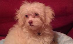 5 month old male Maltipoo, cream color for 300.00. Comes with shots current, kennel, beds, etc.