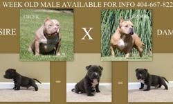 We have a blue, 5 week old american bully male pup available. His bloodline consist of CashPot , Dax and Slugga Morris. He is going to be extemely short, compact and very thick. He is UKC registered. For more information contact us at 404-667-8226.