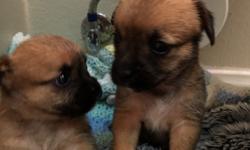 Japanease chin and Chichuaha mix
5 weeks old because mom stopped the milk..
They are both adorable
Please text
90970312o9