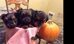 5 week old male full breed Yorkies.&nbsp; Tails are docked and they are dew-clawed.&nbsp; Parents are both on-site.&nbsp; Very lovable and have a great presonalities.&nbsp; Please contact me for more info.