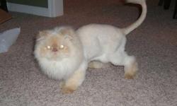 I am selling my 5 year old male persian cat Oliver. He has been spayed/neutered and is up to date on all shots. We purchased a 1 year health plan for him in April which was $372. This covers all routine shots and assists with blood work, dental cleanings