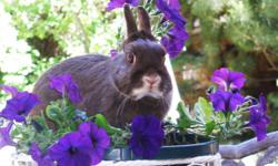 Hazel is our beloved female netherland dwarf bunny. She loves to be played with (gently, of course), but we can no longer keep her since we are moving out of state. She comes with her outdoor cage, food bowl and water bottle, and plenty of food and