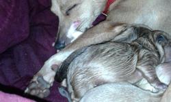 I would love to keep them all so my baby Peaches would have someone to run around with but i cant keep them all, They are full bred chihuahua, mother is short hair deerhead & father is fluffy white. There are 3 boys and 3 girls. They were born 10/06/2014.