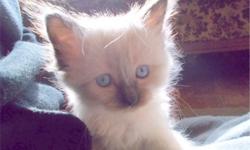 I have 6 adorable seal point ragdoll kittens for sale, both male and female. They will be ready to go in a few weeks. Both their parents live with me at my home. Please contact me early to get on the list or make an appointment for viewing.
Please contact