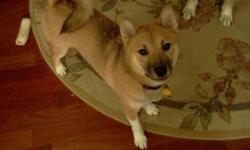6 mo.old male Shibainu puppy is a purebred has papers friendly very active needs to run not good with other animals house broken