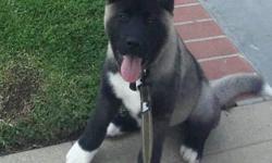 We have a super big boy that we must sell do to personal reasons not related to the puppy. He is sweet and has a great temperament. He gets along with kids and has no environmental issues. We have his shot records and he will make a great addition to the