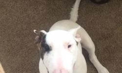 Bruiser is a six month bull terrier he is akc with a very good blood line. He is current on all shoots and is kennel trained and know simple comand. He would make a great stud for breeding show quality dogs or will make a great pet.