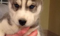 We have 4 six week old akc Siberian husky puppies ready for there new home. 1 female and 3 males. please contact. John at 615-475-6123 please call only won't respond to emails.Just in time for valentines
