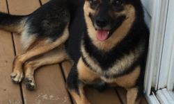 Bentley is a 35 pound 6 yr old neutered male Shiba Inu/Cattledog mix up to date on shots, fully housebroken and is good on a leash. He is a sweet dog that is good with people and kids. He is a good watchdog and will let you know when something is going