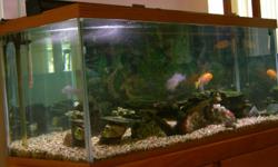Complete set up with custom cabinet.
Includes tank, lids, lights, heaters, powerhead, under gravel filter, rocks, gravel, nets, dechlorinator, gravel vacuum, thermometer & decorative background poster. All you need is fish, food & water.
Trouble-free, 4