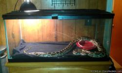 For sale is an 8ft Burmese python her name is Rebecca and she is great have ahd her for 3 yrs with no problems except we have 2 cats that she wants plus I just got a puppy for my daughter and time for her is brief looking for a good home for her to some