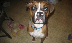 8 month old fawn boxer with a white patch on his nose
not neutered
no papers
very energetic and playful
