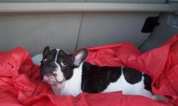 i have a very nice 7 month old male frenchton puppy , he is just about alll potty trained and weights 22lbs, he is intact and he is 3.4 frenchbulldog and 1/4 boston terrier