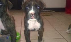 Have&nbsp;1 brindle male pups for sale&nbsp; first shots done&nbsp; tails docked mom on site
Please send&nbsp; text to 303-885-7070 if interested