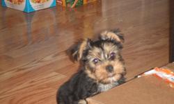 Pure Breed Yorkiw Puppies
8 weeks old today (12/21)&nbsp;
Home raised with kids
Happy and Healthy
3 males one female
&nbsp;