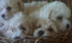 8 WEEKS OLD MALTI POO PUPPIES FOR SALE. THEY ARE GREAT WITH CHILDREN. FOR MORE INFORMATION PLEASE CONTACT ME AT (714) 210-9731. I PREFER TEXT. THANK YOU.
