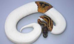 90% white piebald ball pythons needs a good home now . We are looking to
rehome them to any person that is caring and have experince with ball
pythons.Please text (561) 688-3400 or email us if you will like to have a
piebald python.
&nbsp;