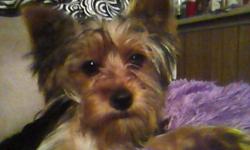 Very Sweet Yorkie for sale. She is up to date on all vacs, she was spayed at 6 mths old, currently on heartworm and flea prevention. Have med records from Vet. please. serious inquires only. 561-688-3675. can email me @ jkrivers@att.net pics available.