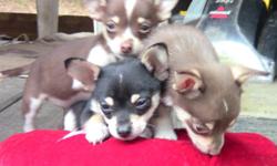 9 weeks Chihuahua Puppies Black tri male. chocolate tris are females.
Mom is 10 lbs. Dad is 7 lbs.&nbsp;&nbsp;