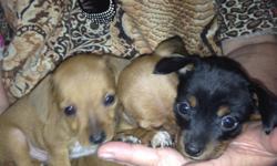 I have 2 fullblooded chihuahua puppies. Mom and dad on site . I have 1 boy brown with white on his belly and paws , 1 female she is black n brown . The puppies are now 9 wks old n winged so they are ready for their new forever family. There is a rehoming
