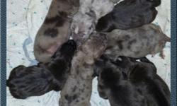 Puppies are Purebreed Pits
5 gyrls - 3 chocolate black and 2 taupe with black spots
3 boys - 1 chocolate black and 2 taupe with black spots
Born 6-25-14
Ready for adoption 7-30-14
Deposits will hold your selections