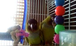 I have a beautiful pair of nanday conures for $250.00 Can nagotiate my price Will sell or possibly trade for a blue quaker or blue parrotlets. If you are interested Contact me
I also have cockateils for sale very tame handfed $80.00. Will have baby