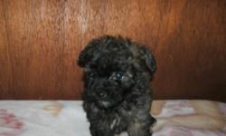 We have a tiny male poodle looking for his forever home. He is aca registered and will come with his current vaccination record. His tail and dewclaws have been removed. He has an excellent haircoat and he is black brindle in color. He is working on paper