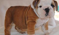 ismaxbulldogs specialize in breeding quality, healthy, well temperament champion bloodline English bulldogs puppies we have rare colors an standard colors available they come with current vaccines vet checked we raise all of our puppies in a loving family