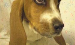 Handsome APR Male Basset Hound! He was born in a warm loving home on 8-3-2010. Comes from the APR registered planned breeding of "Brabec Oduss Buddy" and "Freedom". He has his shots and wormings and has been vet checked. Let us fax you his written health