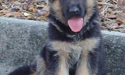 Awsome German Shepard Pups Avialable now&nbsp;
CONTACT&nbsp;&nbsp; (313) 723-5160&nbsp;&nbsp;&nbsp;&nbsp; FOR MORE INFO AND PIC