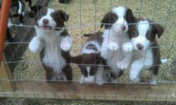 ABCA border collies only&nbsp;4 left all males. red and white, fawn and white with blue eyes,&nbsp;1 tri. parents on site home raised.dad is red and white mom is tri.&nbsp;1st shots and worming. text or leave message. 254-462-2069.