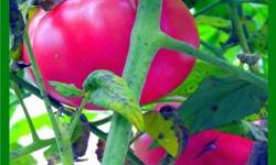 The tomato is the most popular plant grown in the vegetable garden.
Growing tomatoes for the table, for canning, drying and freezing is becoming more popular. This is happening as concern rises over commercially processed foods. Growing your own tomatoes
