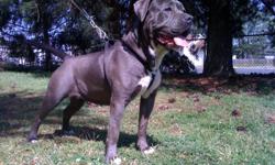 NOW THE ONLY REGISTERED KENNEL ALLOWED TO REG THIS BREED IN ABKC (American Bully Kennel Club).
XXX RATED BANDOGGE KENNELS !
Lexi is half bully/pit bull & half Neapolitan mastiff,?..Folsom is 100% American Bully/pit bull??FOR A 75/25 HYBRID (a necessary