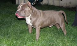 3 Males and 3 females born on 9/24/2010. One female is already sold! They are out of Blue Force Capone of Casa dei Cani ( he's a sniperXprincess son!) and Kevlar Jewelz of 856bullies (VindicatorXTyka daughter!) Pedigree is available through email for