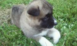 Beautiful ACA Akita Puppies for Sale. Three female (Pinto and Fawn), One Male (White). Parents on Premises and Family raised. Fully socialized. First Shots. Health Cert.