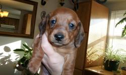 ACA&nbsp;miniature dachshund
red sable
male
smooth and long hair
1st shots & dewormed
&nbsp;
9&nbsp;weeks old/&nbsp;
&nbsp;
--