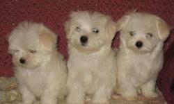 Maltese Puppies! Adorable!!! Experienced Home Breeders, Dame and Sire (parents of the pups)&nbsp;on the premises and owned by the breeder.&nbsp;Very healty with their first vet visit, shots and wormed. Maltese is a great small breed that doesn't shed.