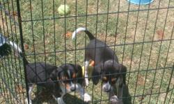 ACA Registered Pocket Beagles, Tri Color, about 16 lbs.&nbsp;&nbsp; Born 11-8-13,&nbsp;ready for their new home mid December. Great rabbit hunters and great with kids.&nbsp;Mother and father on site to view. --. We will accept PayPal and cash only, will