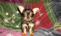 ACA registered Tiny Yorkie Female puppy. Born 1-1-2011 she is ready to go to her new forever home. She is very lovable and girly. should be close to 4 1/2 lbs full grown. vaccinated, dewormed and comes with a written health guarantee and a FREE vet check