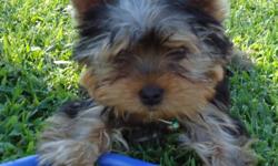 yorkie male 13 weeks old ,1st shots,paper trained,du-claw,tails docked.Mother on premises,father is champion bloodline. $700 (912)354-7521