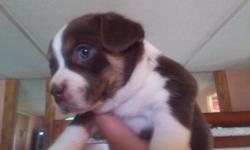 Chocolate tri color girl. Very playful, fluffy and full of life. She is the boss of the litter. She also has ckc papers. Mama is a (black and white) chihuahua and Boston terrier mix. The daddy (blonde) is a purebred chihuahua with papers that say he is a