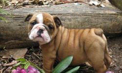 Active Miniature English Bulldog puppies available. 12 weeks old now. Pure breed, healthy and raised in a clean environment. They are Potty Trained adorable and very cuddly puppies, My puppies have lovely temperament towards kids and other pets. They are